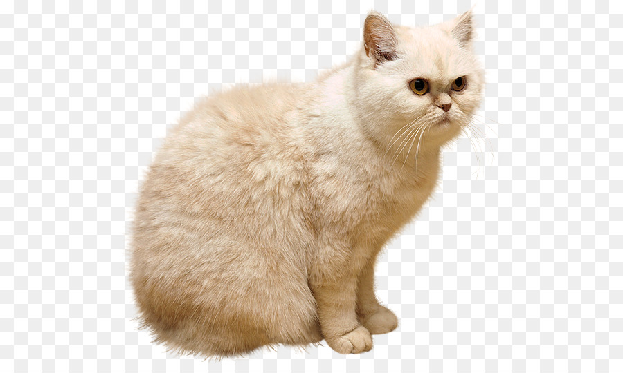 Persian แมว，ลูกแมว PNG