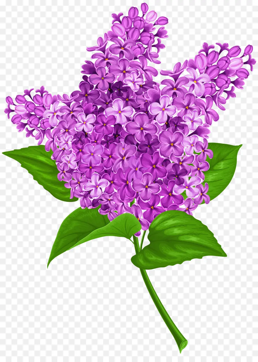 เหมือนกัน Lilac，ดอกไม้ PNG