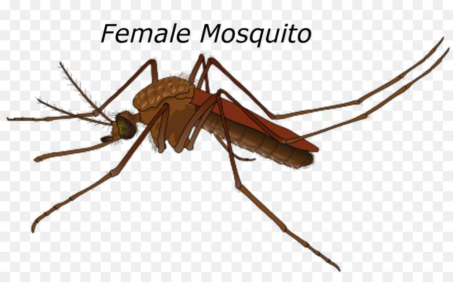 สีเหลืองไข้ Mosquito，ชาย PNG