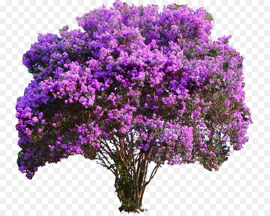 Crepemyrtle，ต้นไม้ PNG