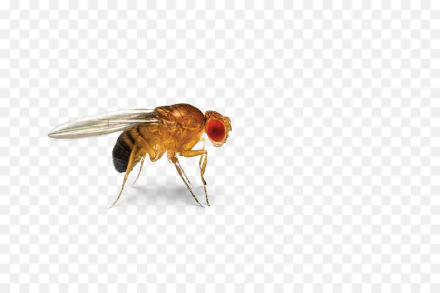 แมลงวันผลไม้，Drosophila PNG