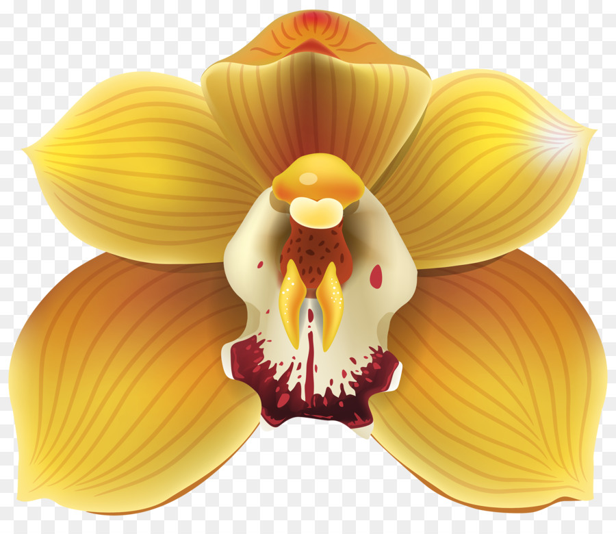 Cypripedium，ดอกไม้ PNG