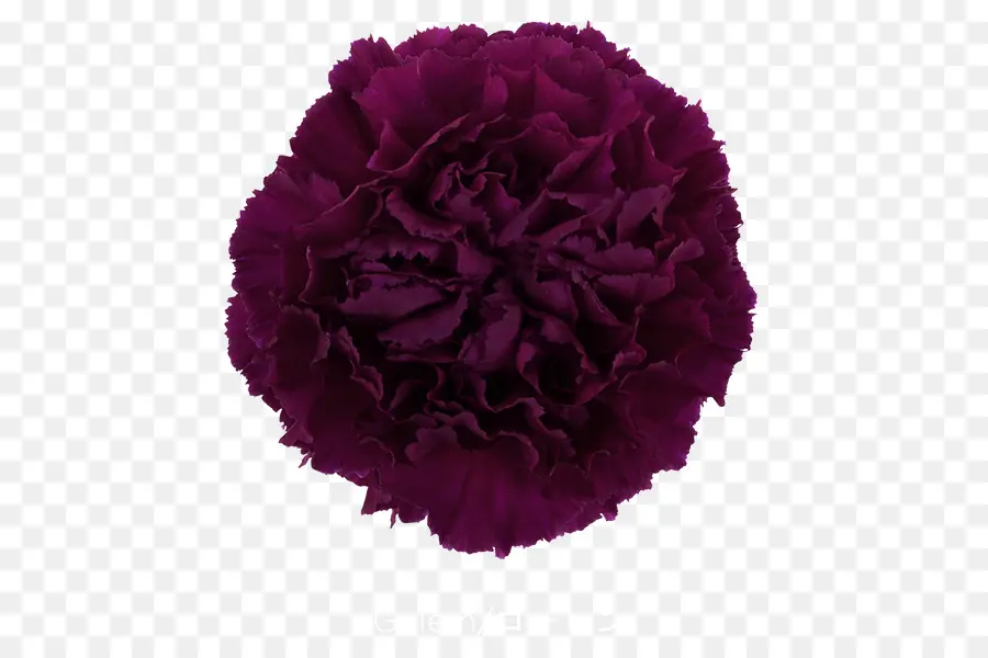 มันทับดอกคาร์เนชั่น，กำลังเติบโต Carnations PNG