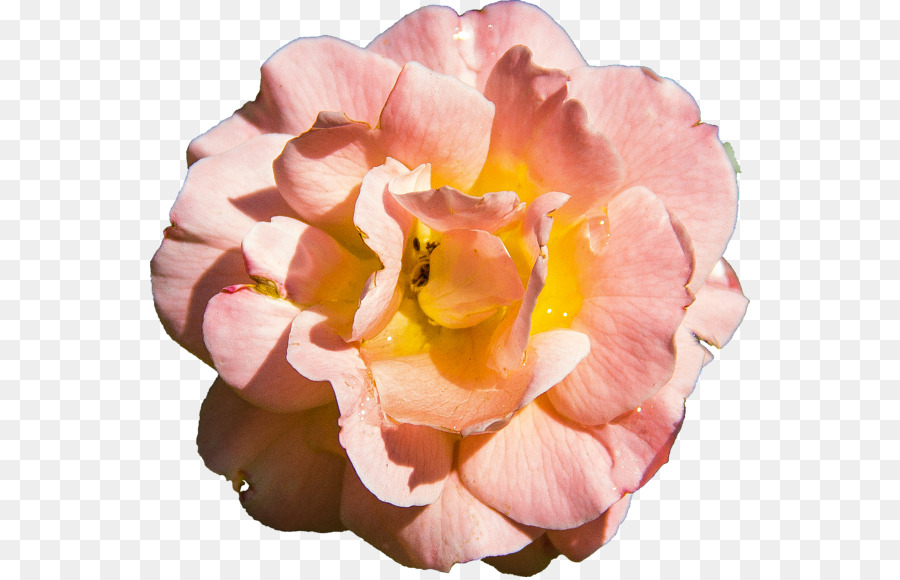 Centifolia ดอกกุหลาบ，สวนดอกกุหลาบ PNG