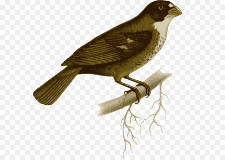 Tanager，Buffy Fronted Seedeater PNG