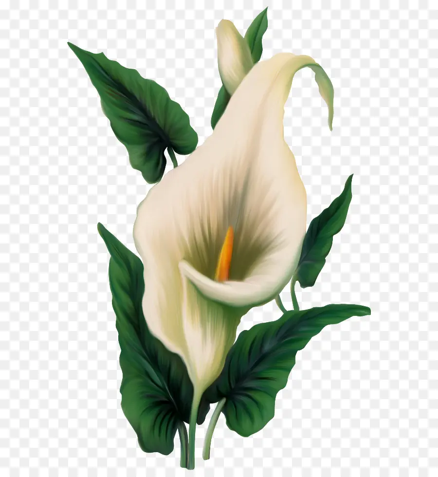 Calla Lily สีขาว，ใบเขียว PNG