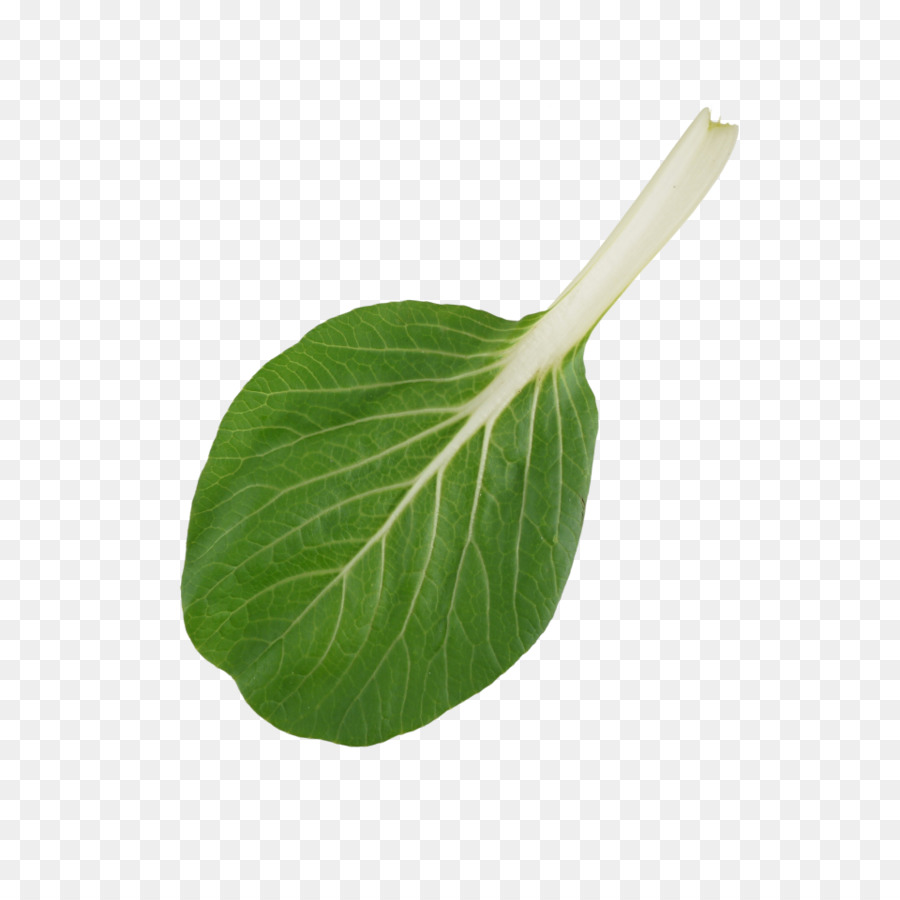 Bok Choy，เป็นใบ PNG