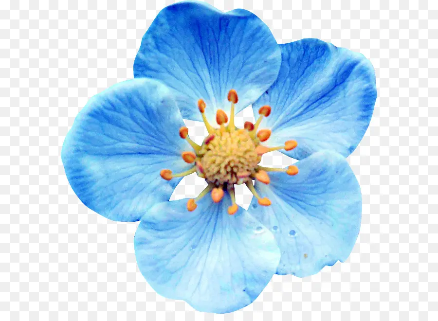 ดอกไม้，สีน้ำเงิน PNG