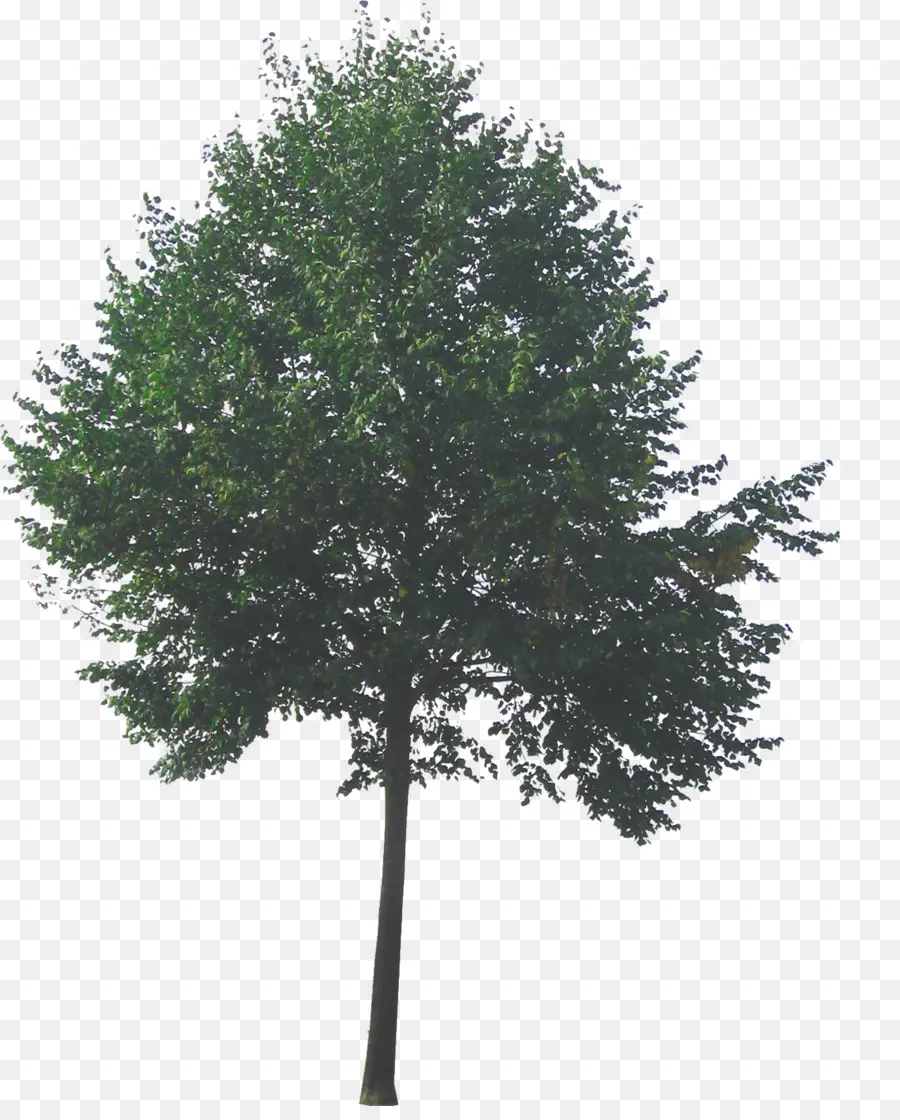 ต้นไม้，ข้อมูล PNG