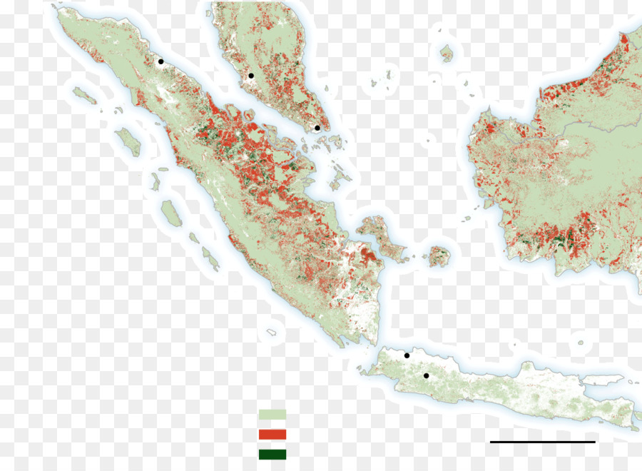 Mentawai หมู่เกาะ Regency，Shortheaded Roundleaf ค้างคาว PNG