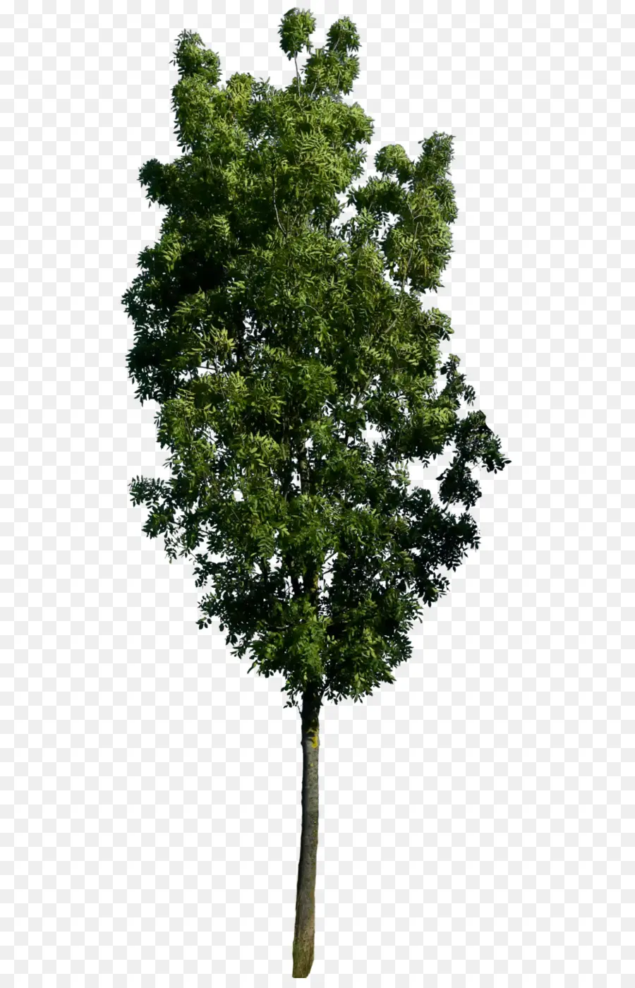 ต้นโอ๊ค Acutissima，ต้นไม้ PNG