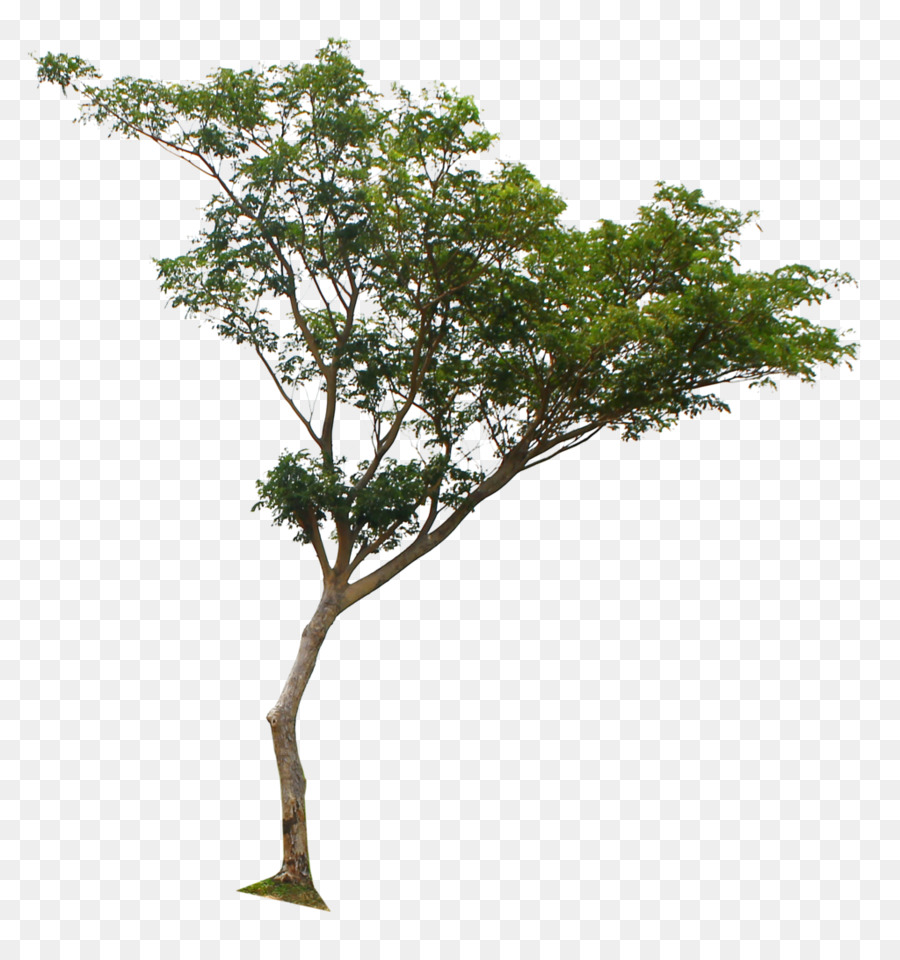 ต้นไม้，Deviantart PNG