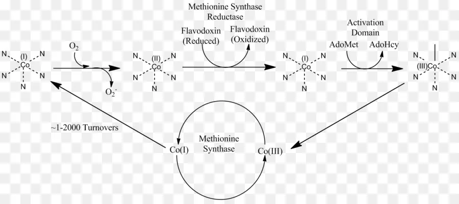 ปฏิกิริยาเคมี，Methionine Synthase PNG