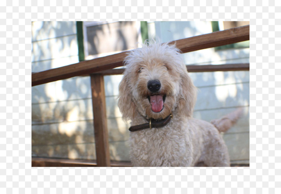 Goldendoodle，หมาพูเดิ้ล PNG