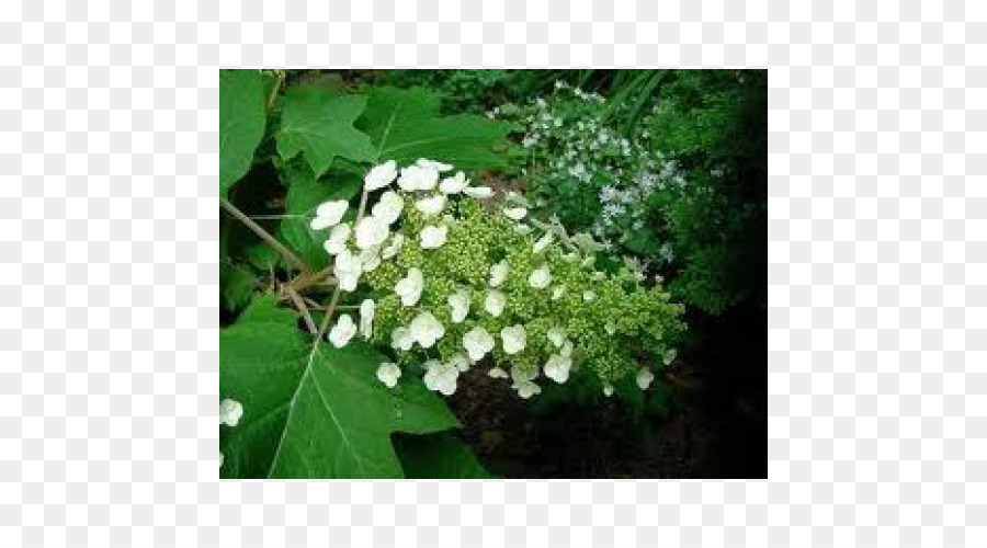 Oakleaf Hydrangea，ไฮเดรนเยียที่น่าตื่นตระหนก PNG