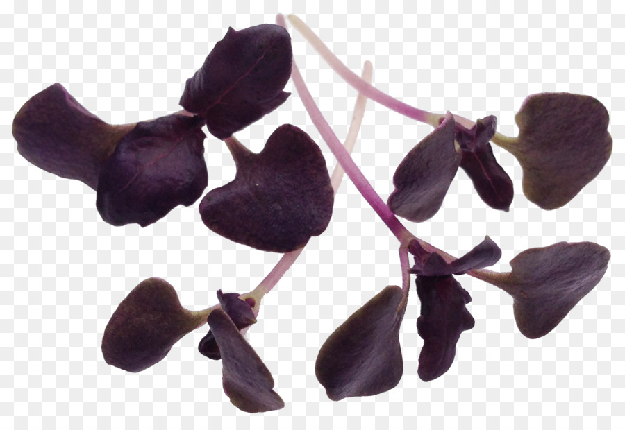 Microgreens สีม่วง，ต้นกล้า PNG