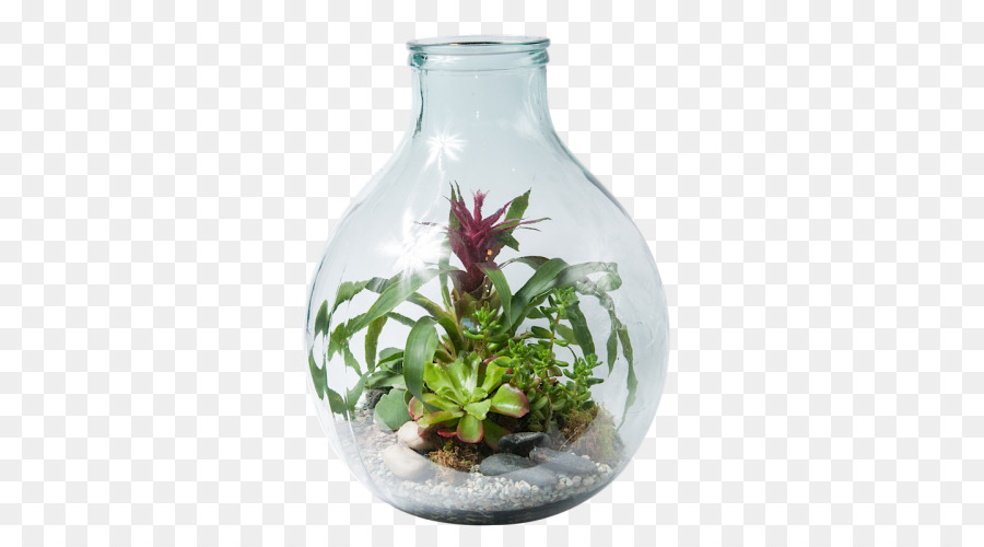 Terrarium，พืช PNG