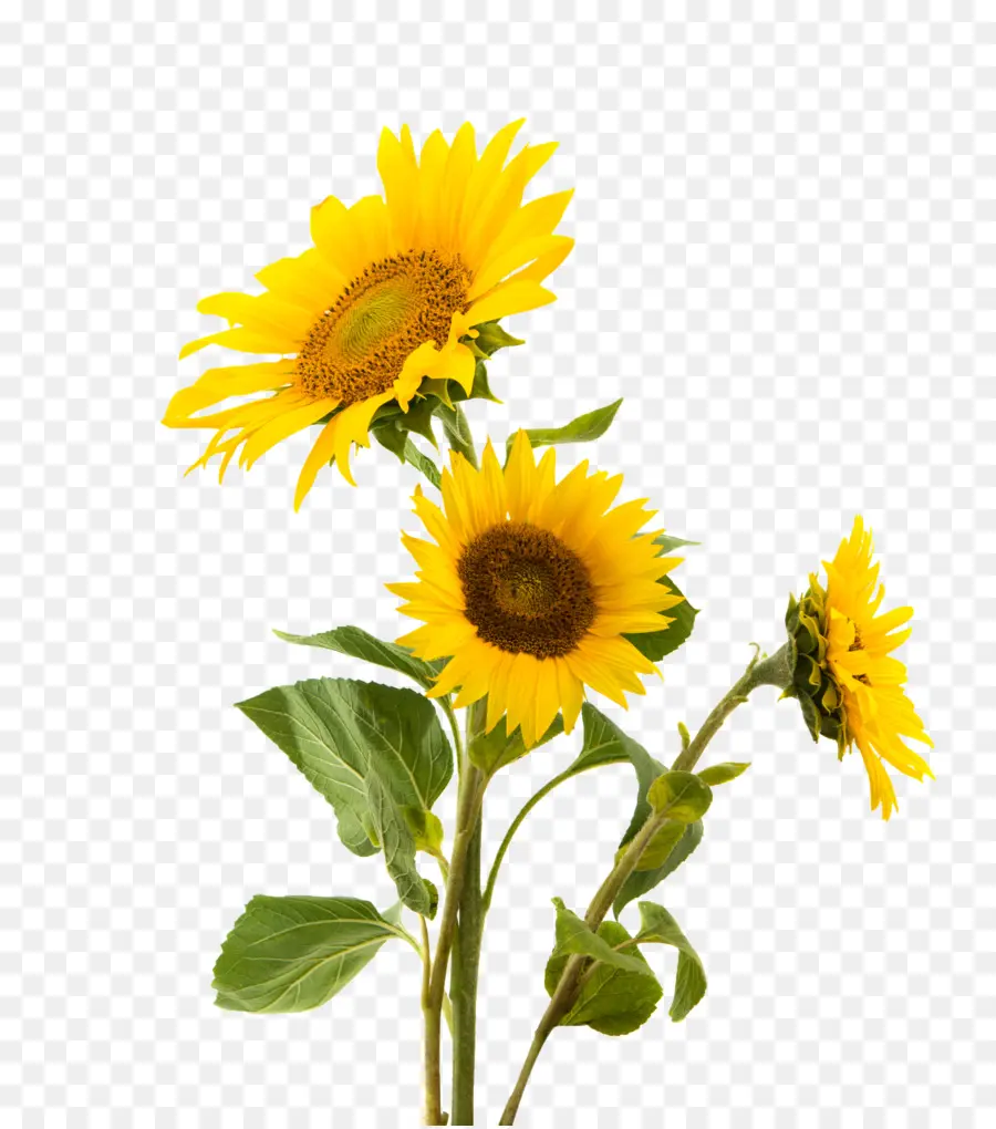 Sunflower เมล็ดพันธ์，เหมือนกัน Sunflower PNG