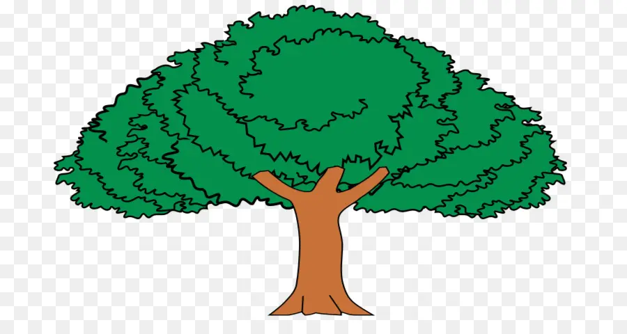 ต้นไม้，Enterolobium Cyclocarpum PNG