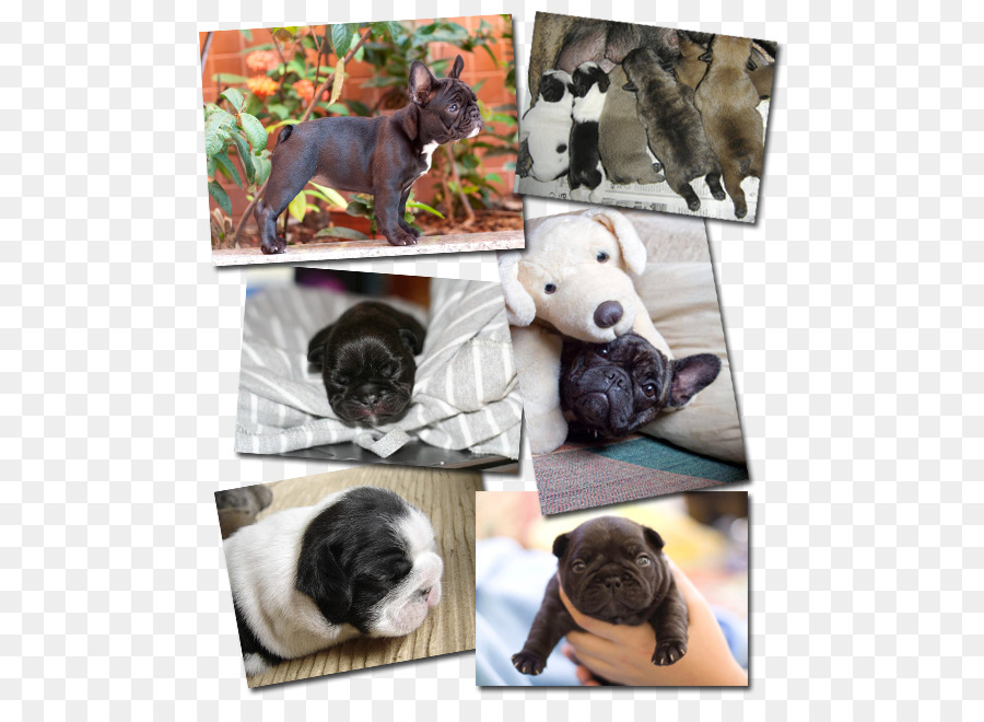 ลูด็อกฝรั่งเศส，Pug PNG