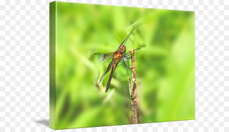 แมลง，Damselfly PNG