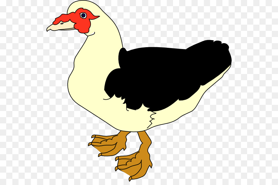 เป็ด，Muscovy Duck PNG