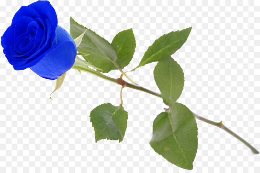 สวนดอกกุหลาบ，สีน้ำเงินกุหลาบ PNG