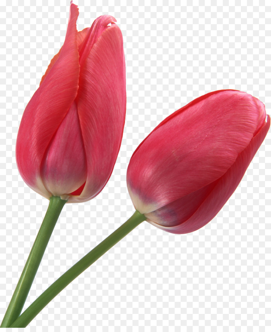 ทิวลิป，ดอกไม้ PNG