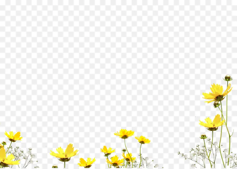 ดอกไม้，ถ่าย ภาพ PNG
