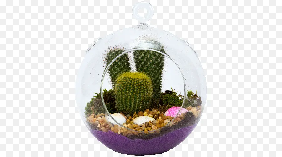 Cactus Terrarium，ต้นกระบองเพชร PNG