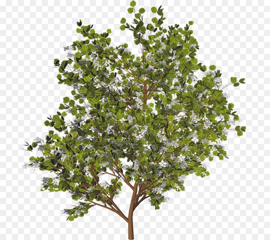 ต้นไม้，ราเชลล์ดัทช์ PNG