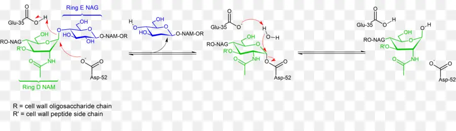 Lysozyme，กลไกของมันแห่งการกระทำ PNG