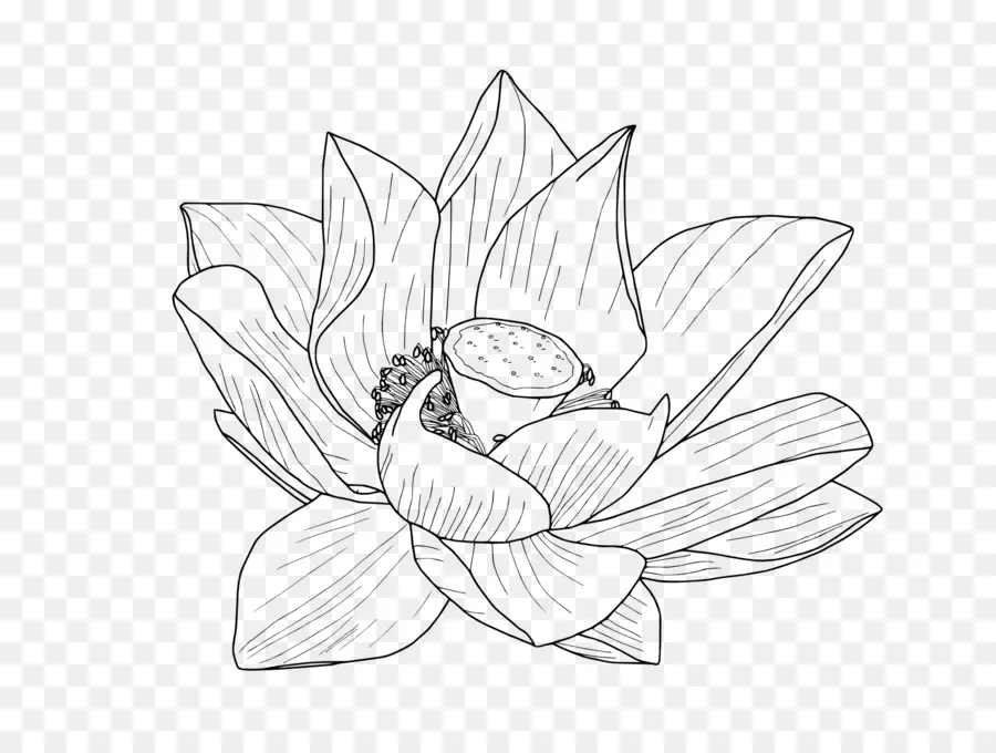 บัว Nucifera，ดอกไม้ PNG