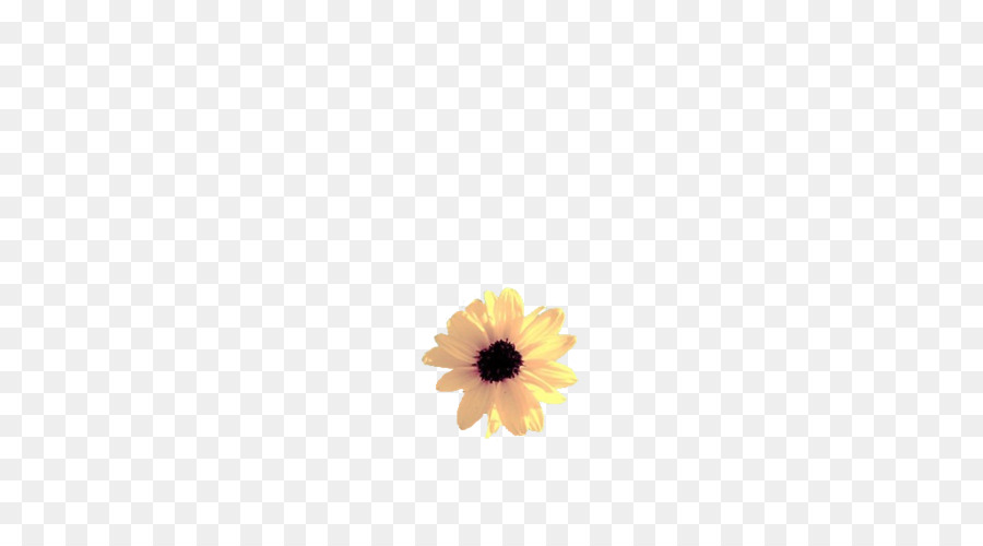 ดอกไม้，เหมือนกัน Sunflower PNG