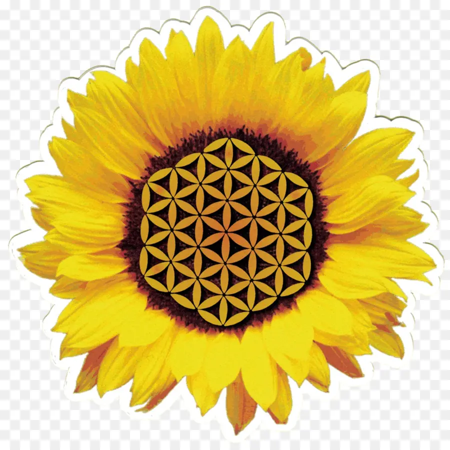เหมือนกัน Sunflower，พื้นที่ทำงานภาพพื้นหลัง PNG