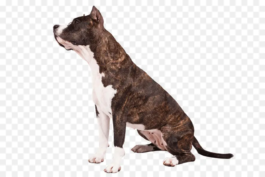 Bull Terrier，สีขาวและน้ำตาล PNG