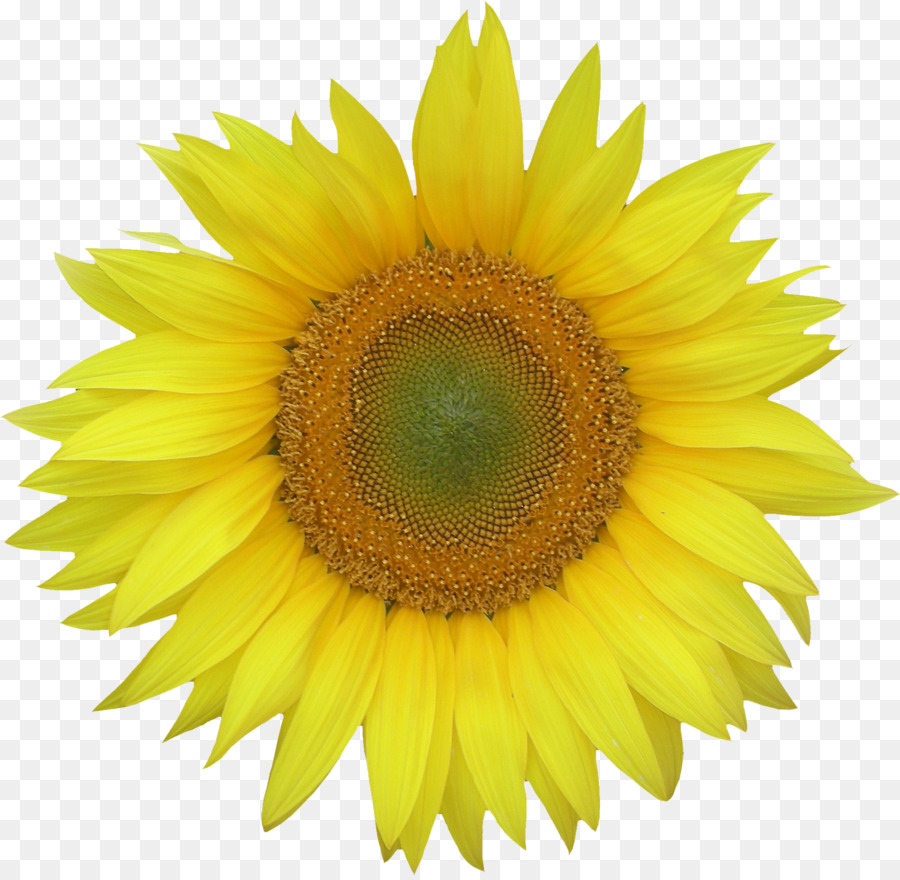 เหมือนกัน Sunflower，ดาวน์โหลด PNG