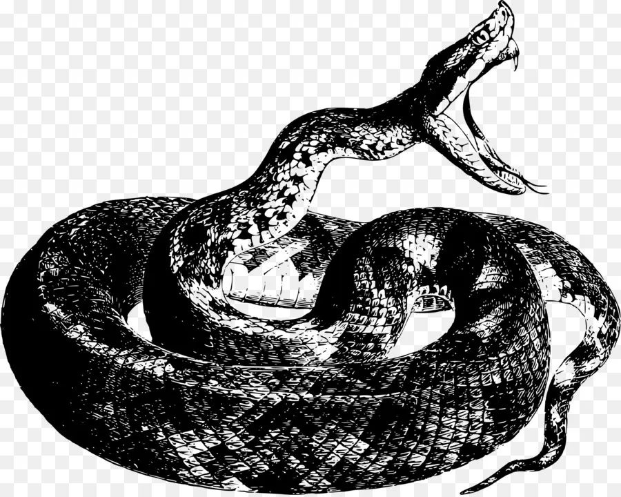 งู，ตว์เลื้อยคลา PNG