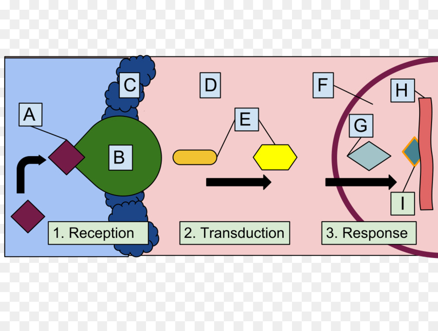 สัญญาณ Transduction，Tocotrienol PNG