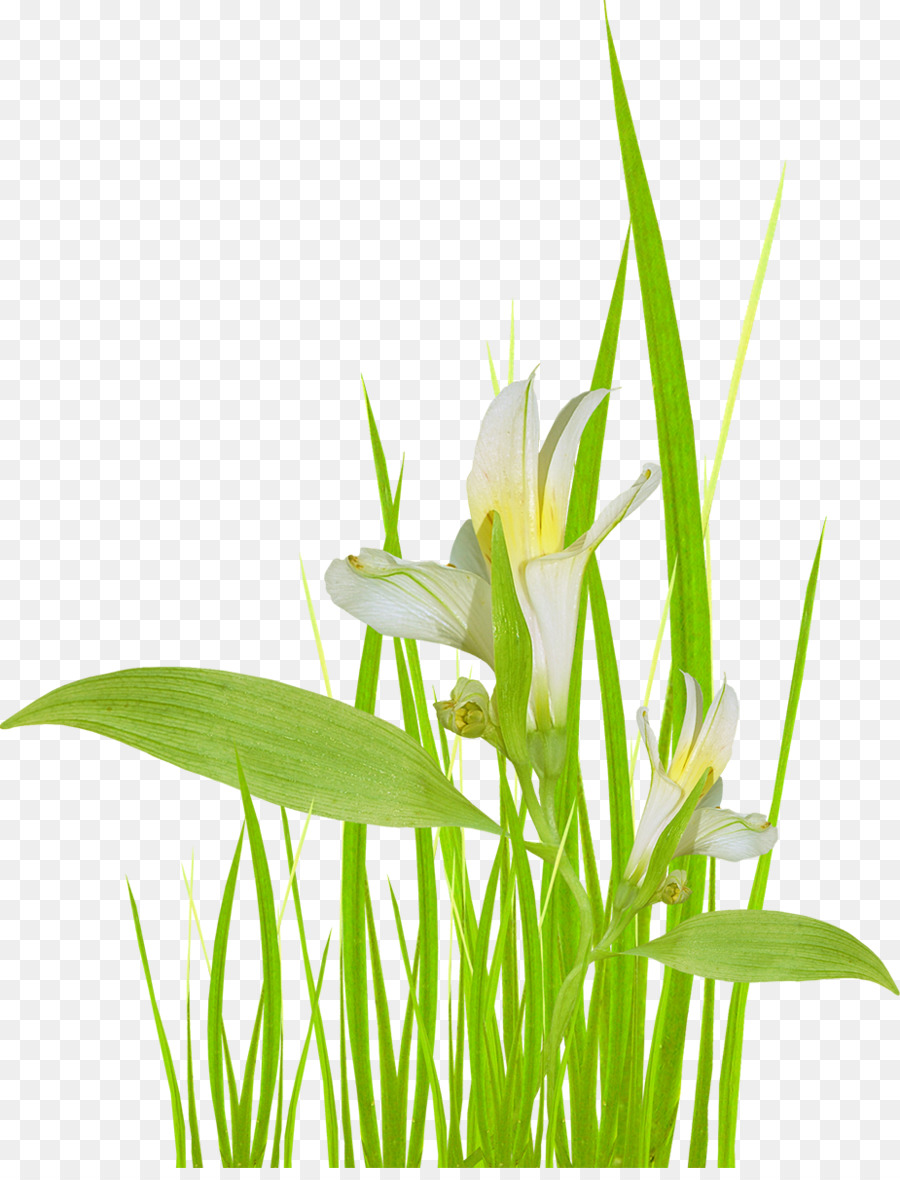 หญ้า，ดอกไม้ PNG