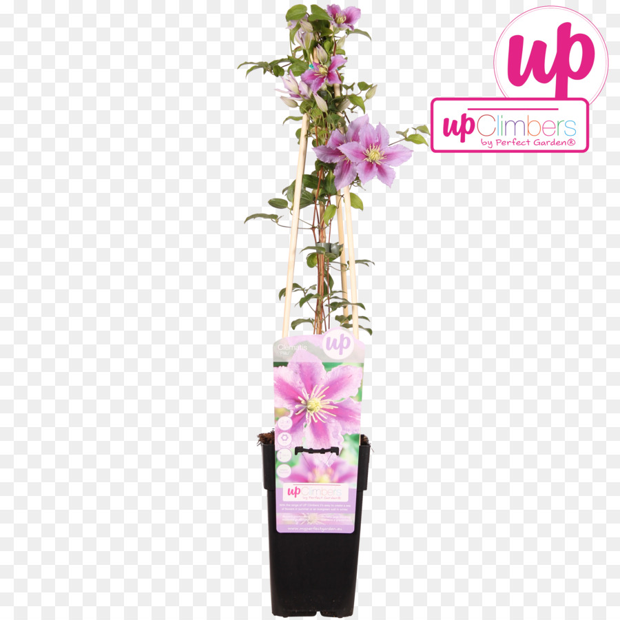 Clematis Vitalba，ดอกไม้ PNG