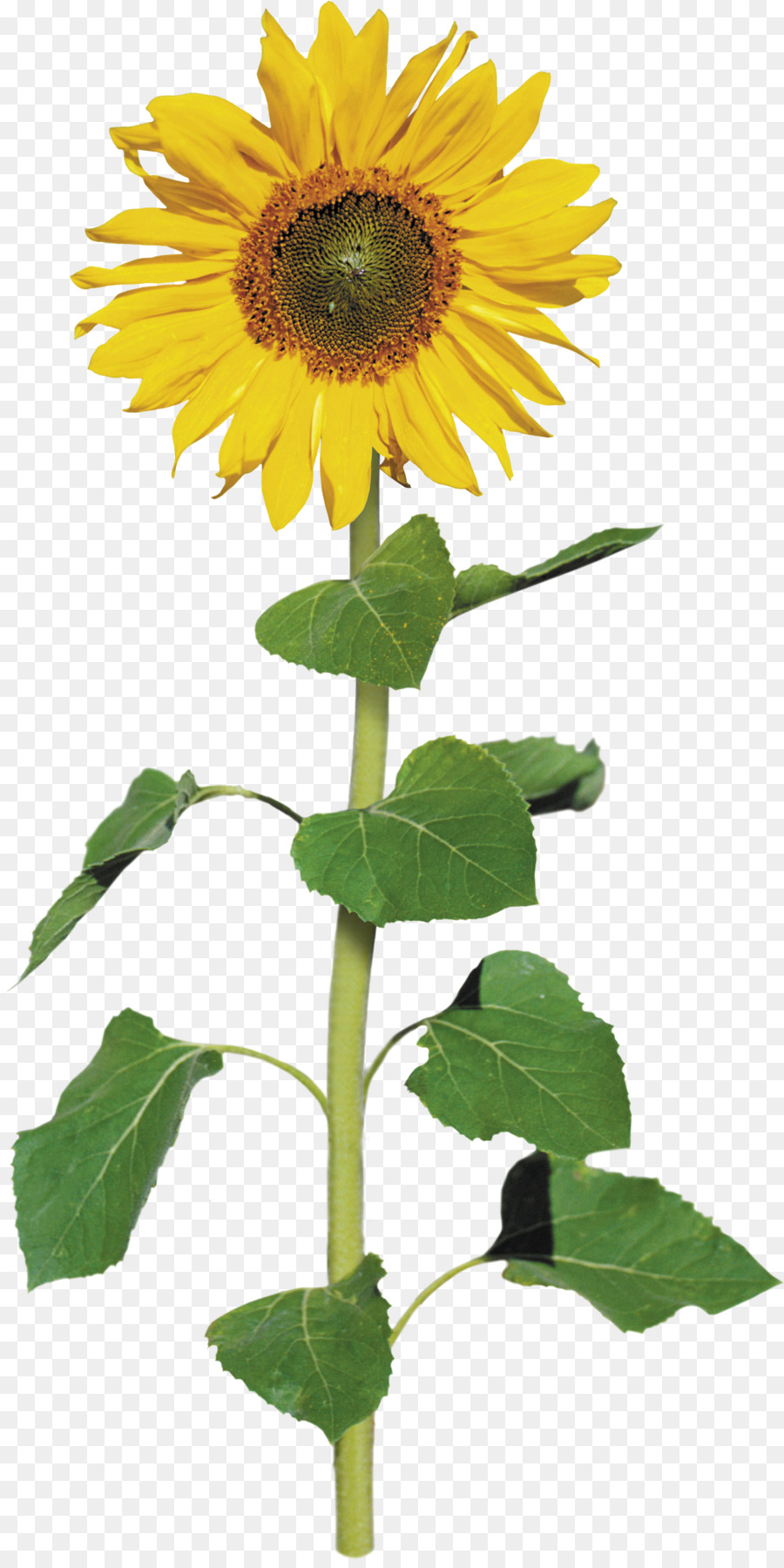 เหมือนกัน Sunflower，แฟ้มจัดเก็บ PNG