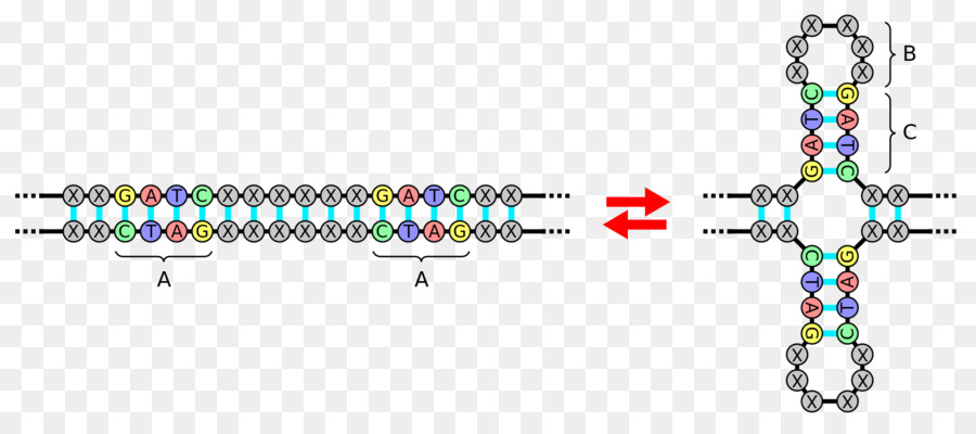 Palindromic ลำดับ，Palindrome PNG