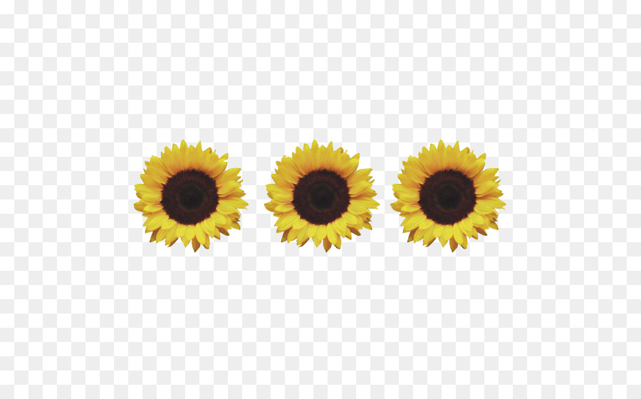เหมือนกัน Sunflower，ดอกไม้ PNG