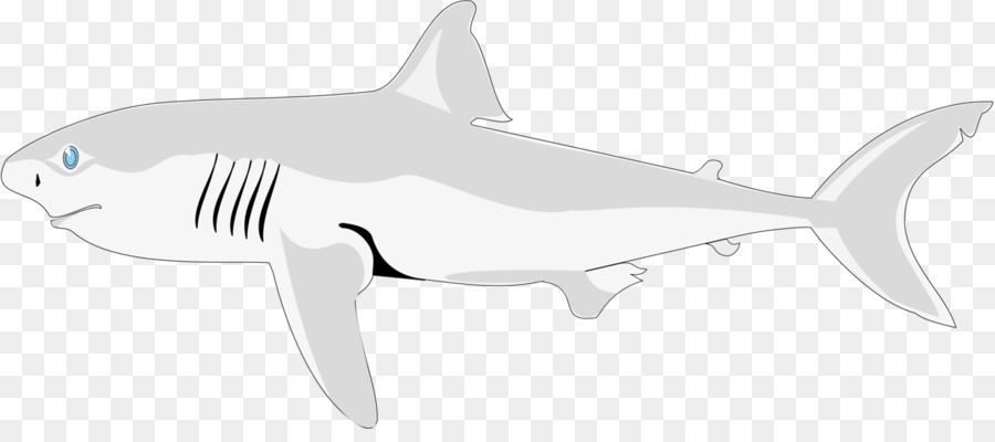 ฉลาม，ฉลามเสือ PNG