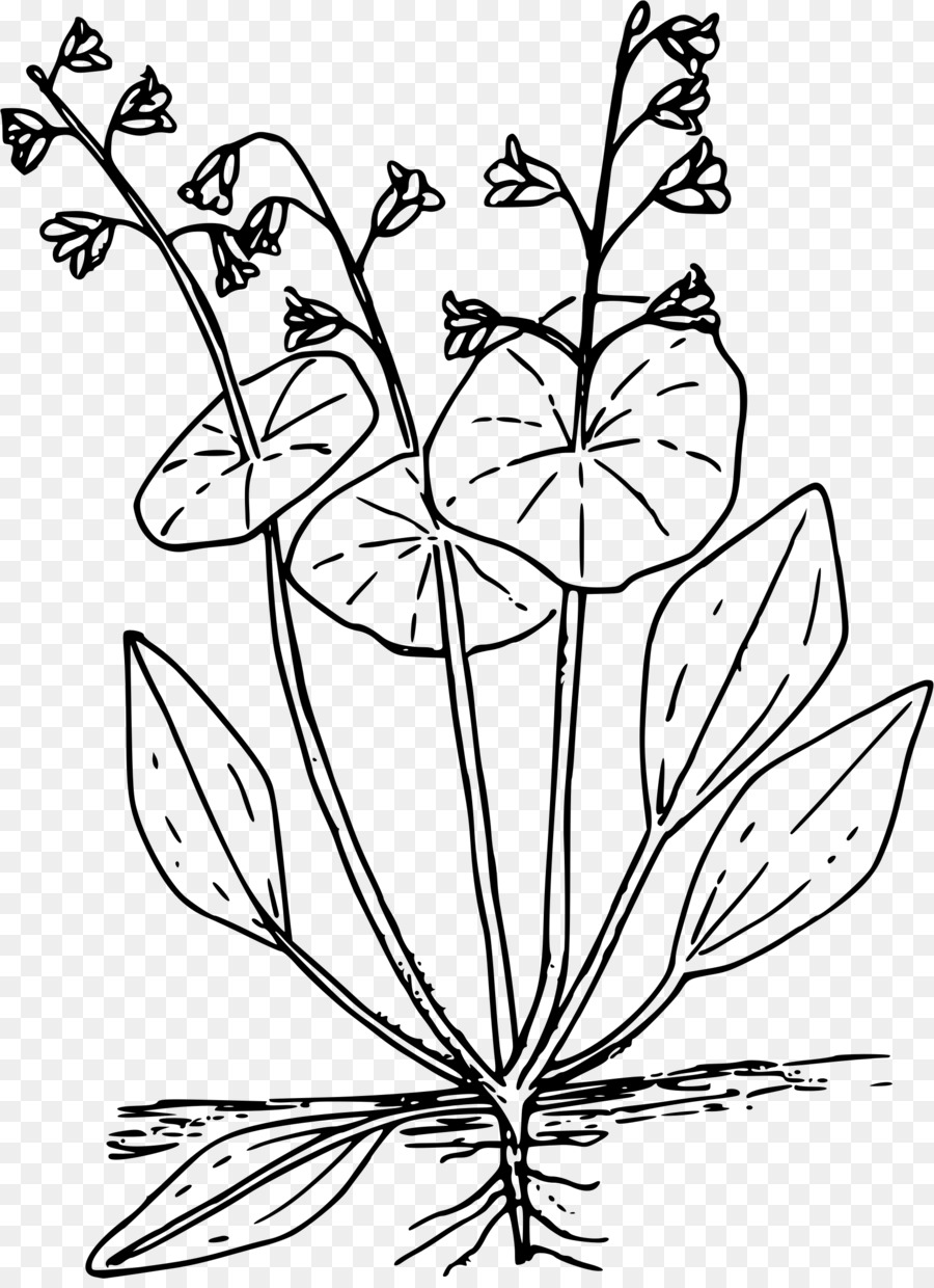 ผักกาดหอม，Claytonia Perfoliata PNG