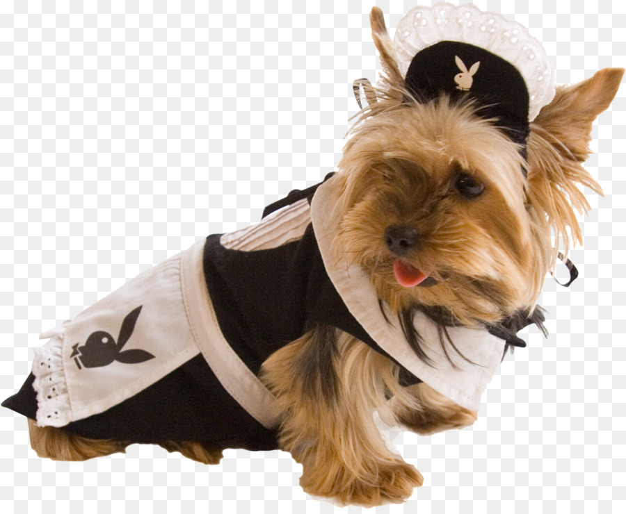 Great Britain_ Counties Kgm Terrier，เสื้อผ้า PNG