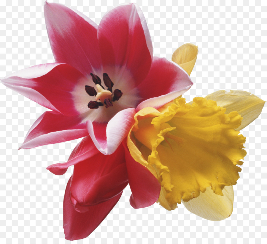 ดอกไม้，ทิวลิป PNG