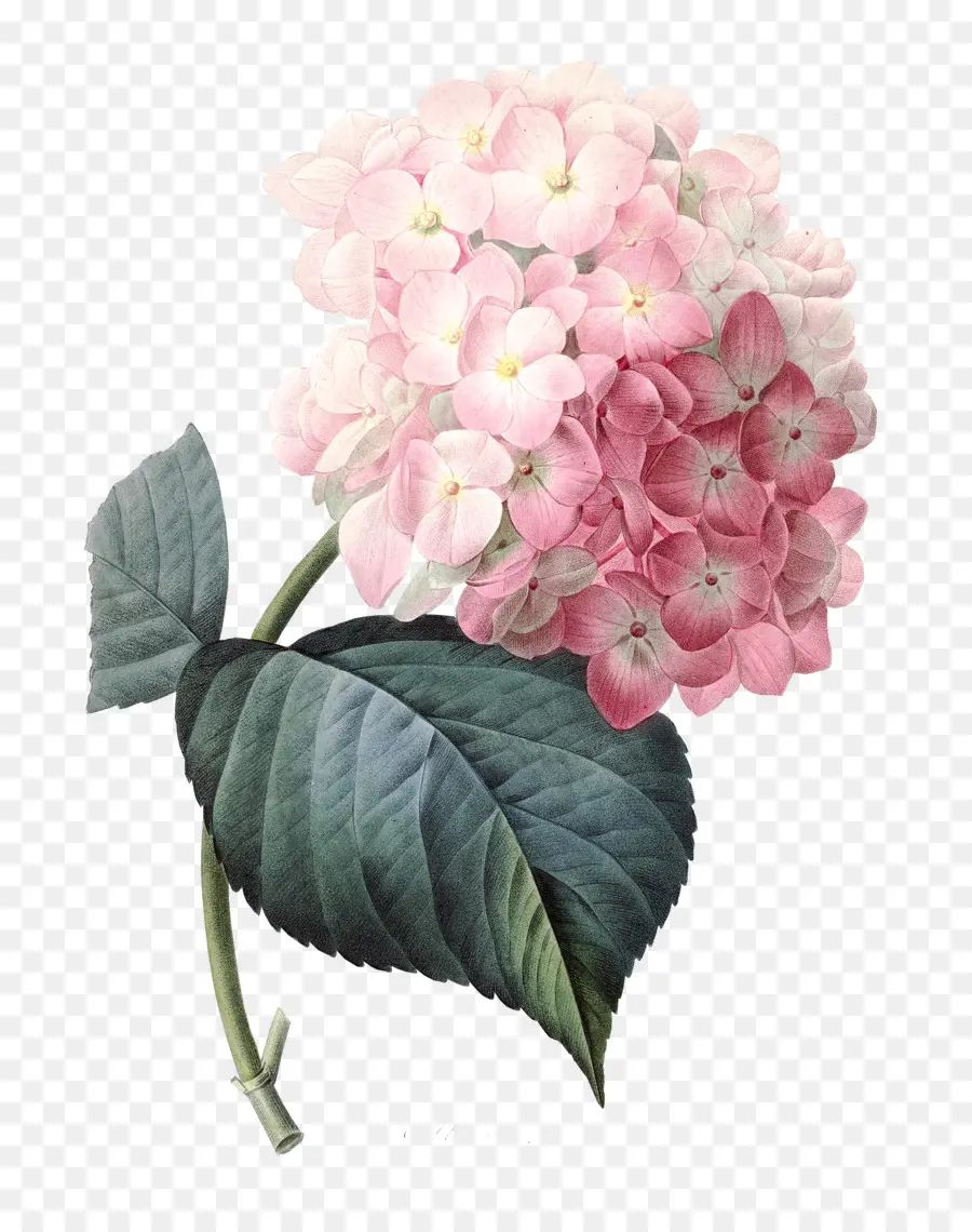 เฟรนอกไฮเดนเจีย，ดอกไม้สีชมพู PNG