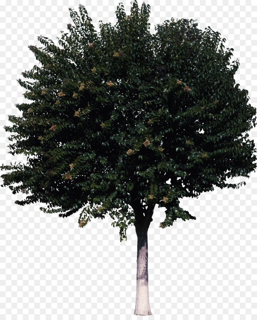 ต้นไม้，พุ่ม PNG